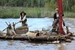 Tom Sawyer